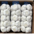 Small packing pure white Garlic